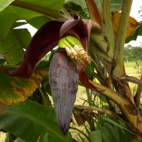 Musa × paradisiaca L.